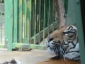 Zomervakantie Tsjechie 2014 (428) - Zoo Praag