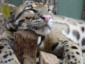 Zomervakantie Tsjechie 2014 (431) - Zoo Praag