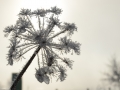 winterfotos-2012-01